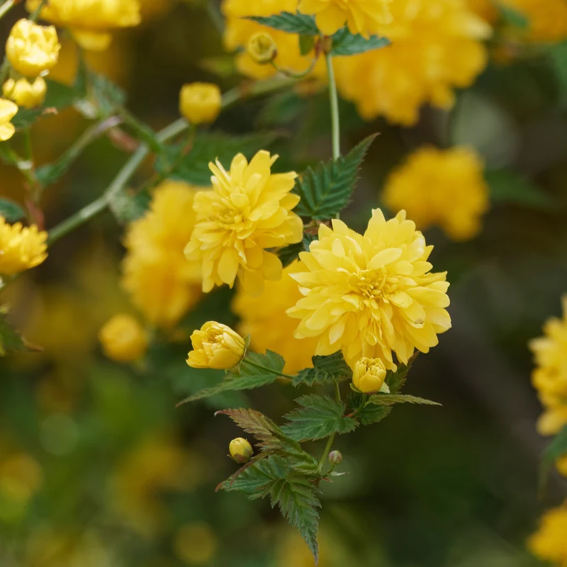 Gefüllter Ranunkelstrauch Pleniflora