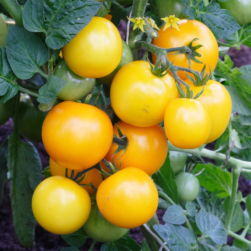 Gelbe Cherrytomate ‚Raisin‘