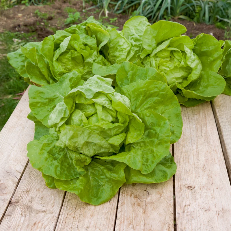 Kopfsalat ‘Grosse blonde paresseuse’
