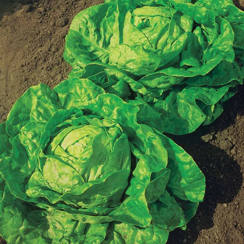 Kopfsalat ‘Grosse blonde paresseuse’