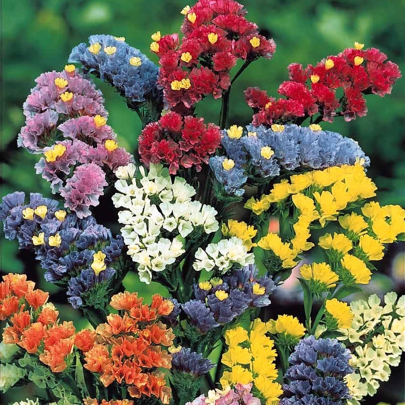 Schnittblumen-Saatgut Kollektion