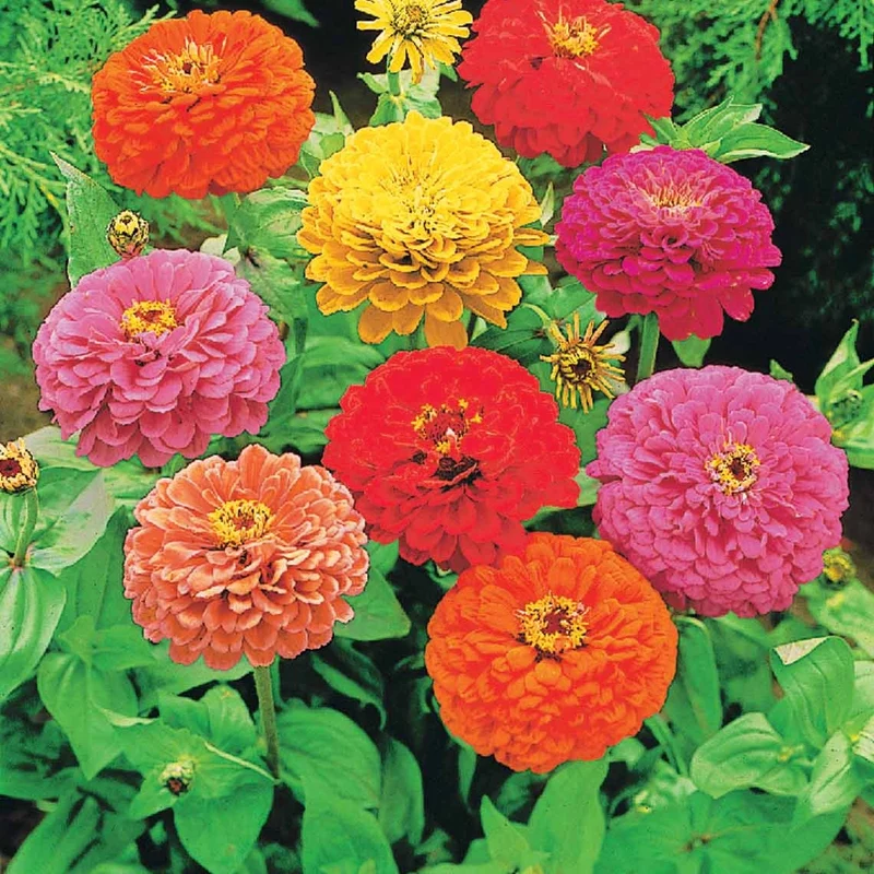Schnittblumen-Saatgut Kollektion