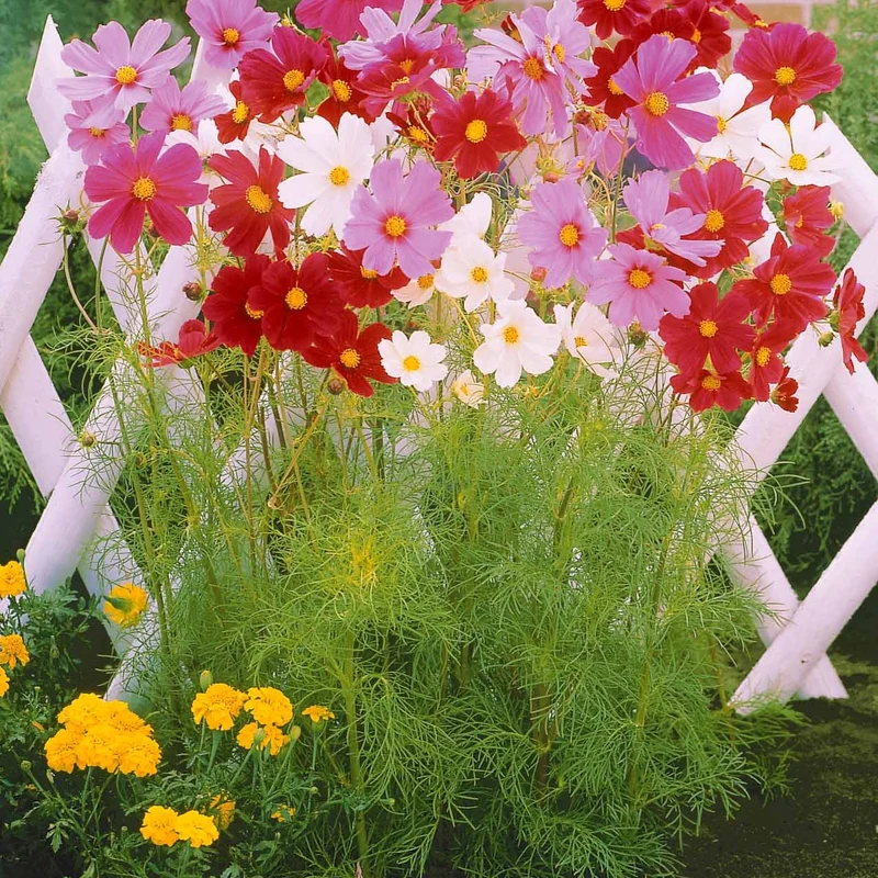 Schnittblumen-Saatgut Kollektion