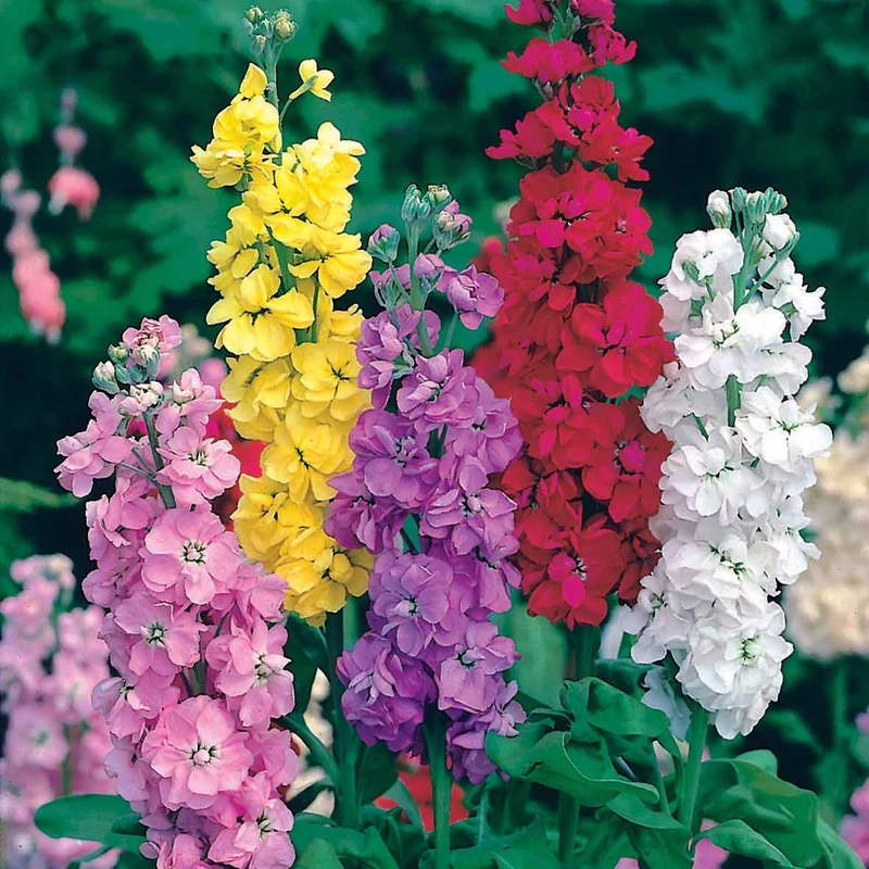 Schnittblumen-Saatgut Kollektion
