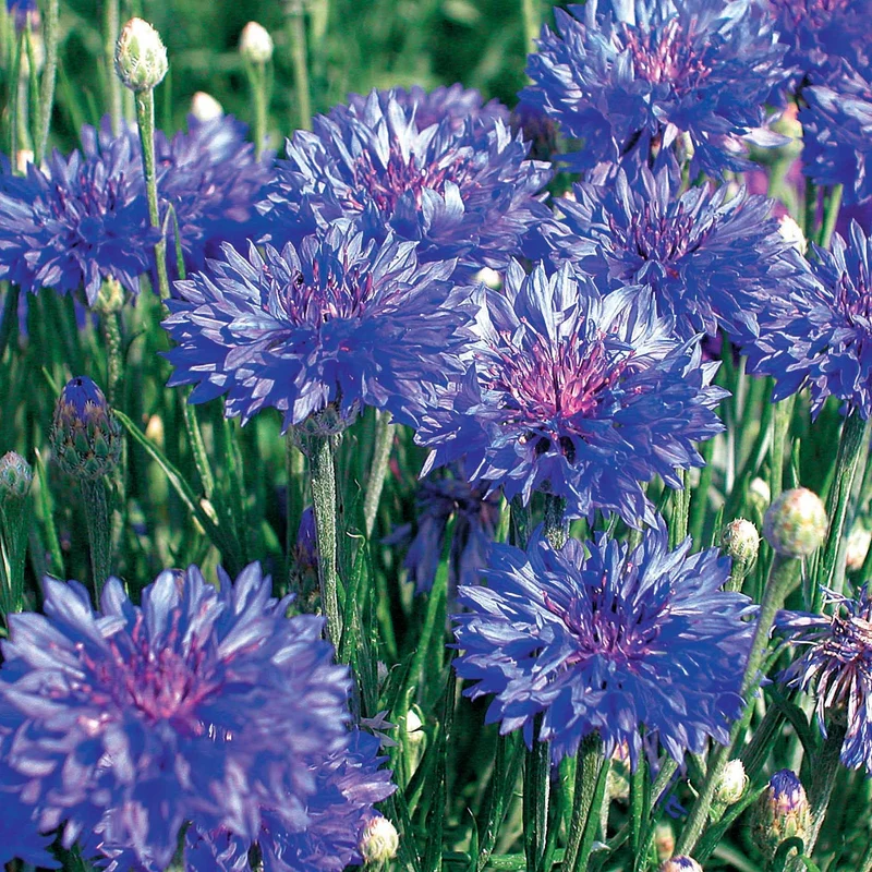 Schnittblumen-Saatgut Kollektion