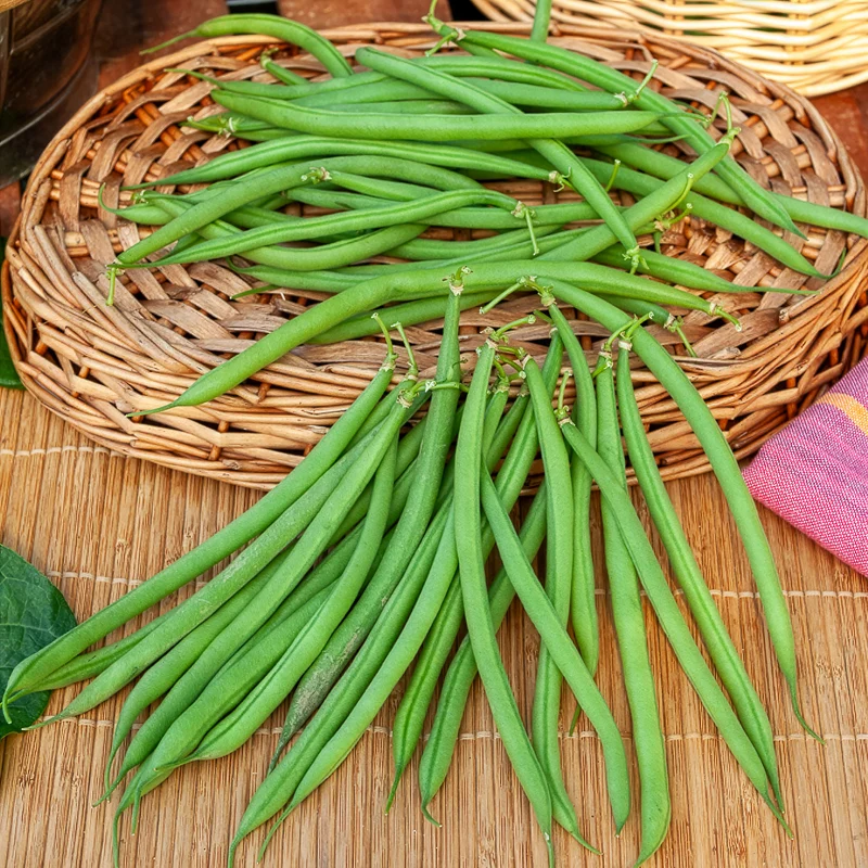 Buschbohne, mangetout ‘Castandel’