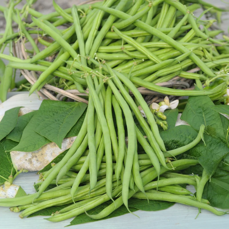 Buschbohne, mangetout ‘Castandel’