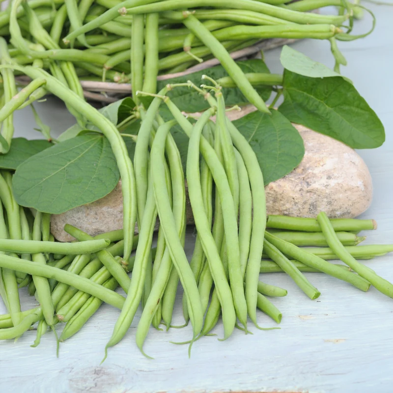 Buschbohne, mangetout ‘Castandel’