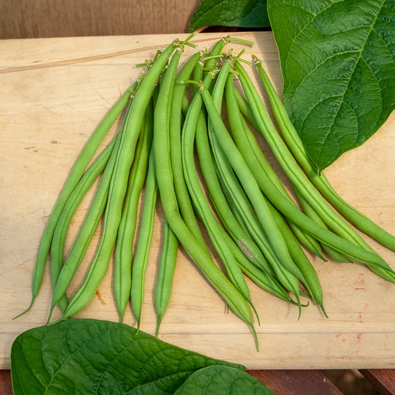 Buschbohne, mangetout ‘Castandel’