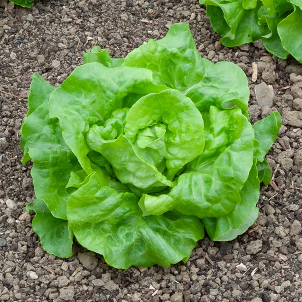 Kopfsalat Rigoletto