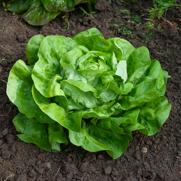 Kopfsalat Rigoletto