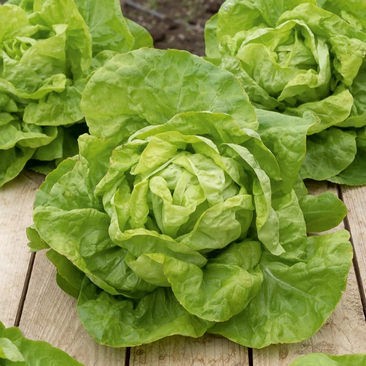 Kopfsalat ‘Val d’Orge’