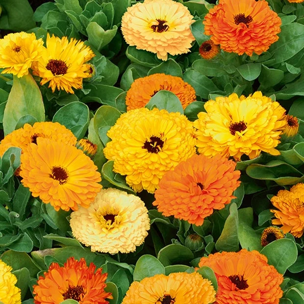 Doppelte Ringelblumen Mischungen