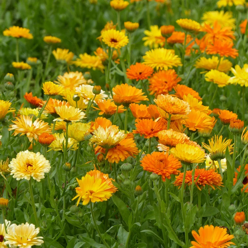 Doppelte Ringelblumen Mischungen
