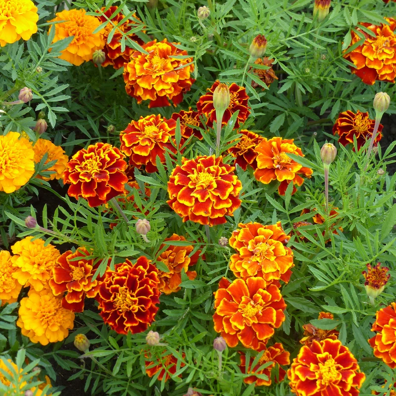 Niedrige Studentenblume