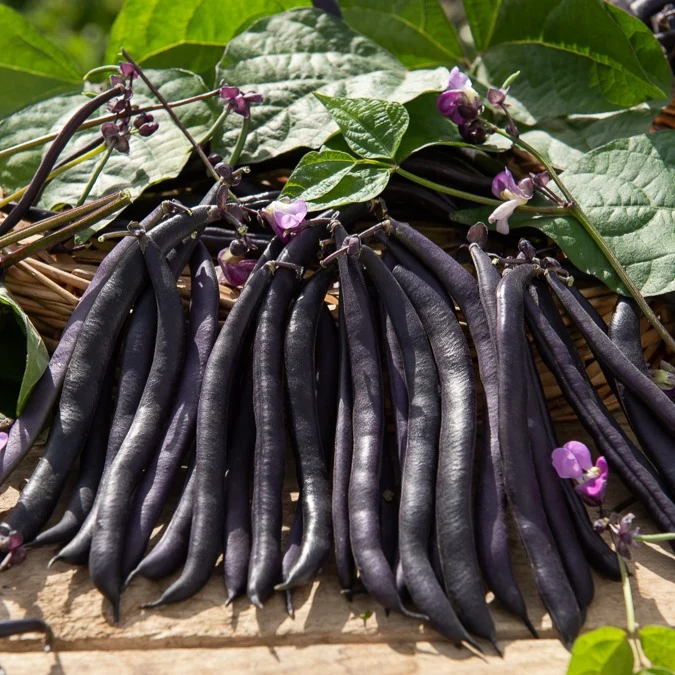 Buschbohne Purple Queen