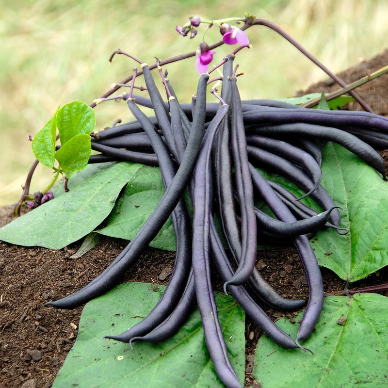 Buschbohne Purple Queen