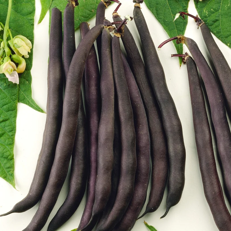 Buschbohne Purple Queen
