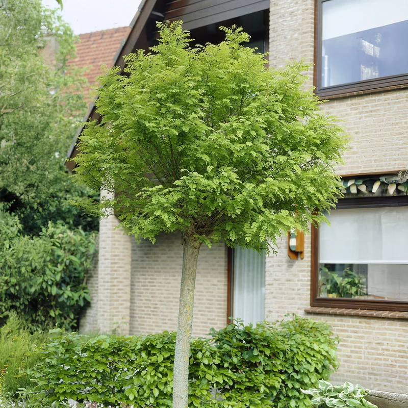 Kugelakazie auf Stamm