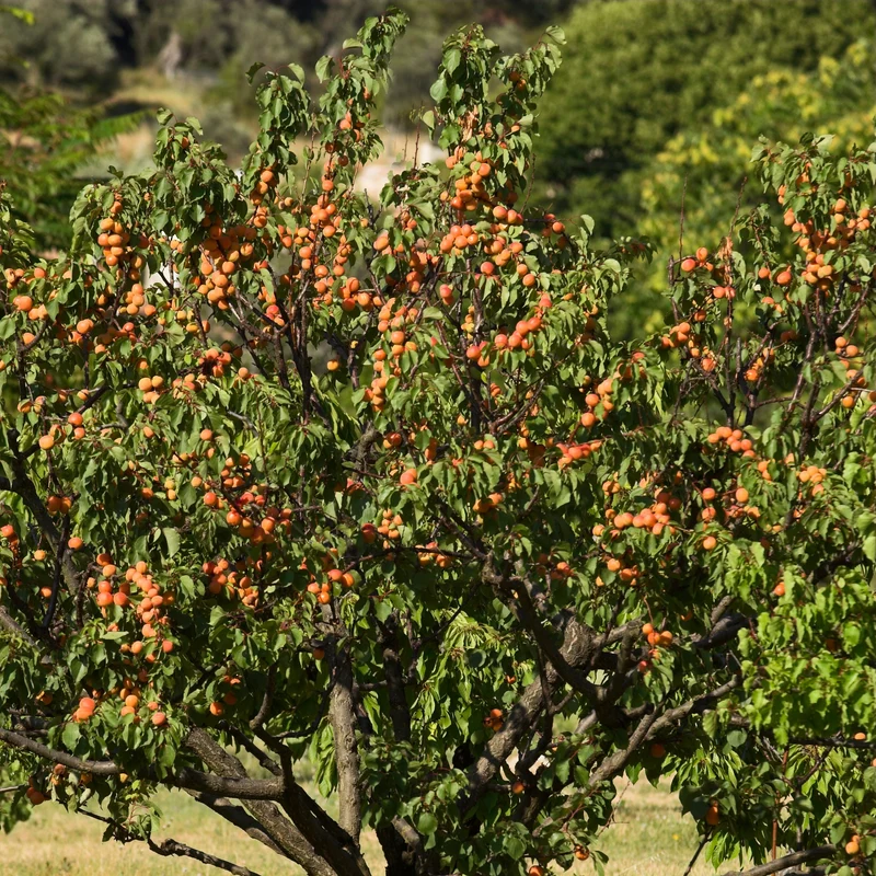 Aprikosenbaum Bergeron
