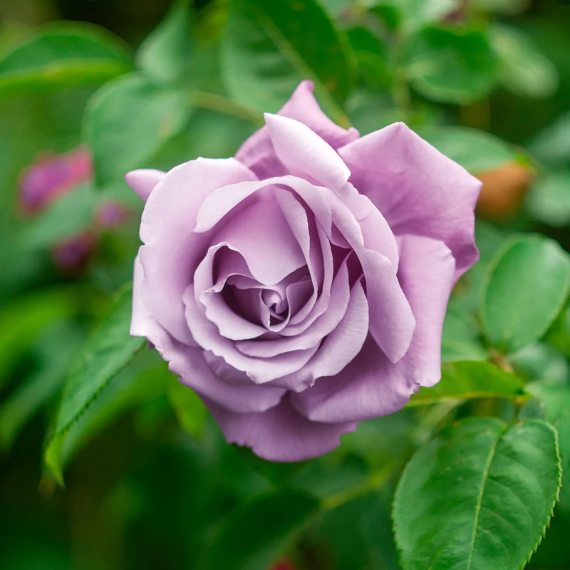 Strauchrose Walztime