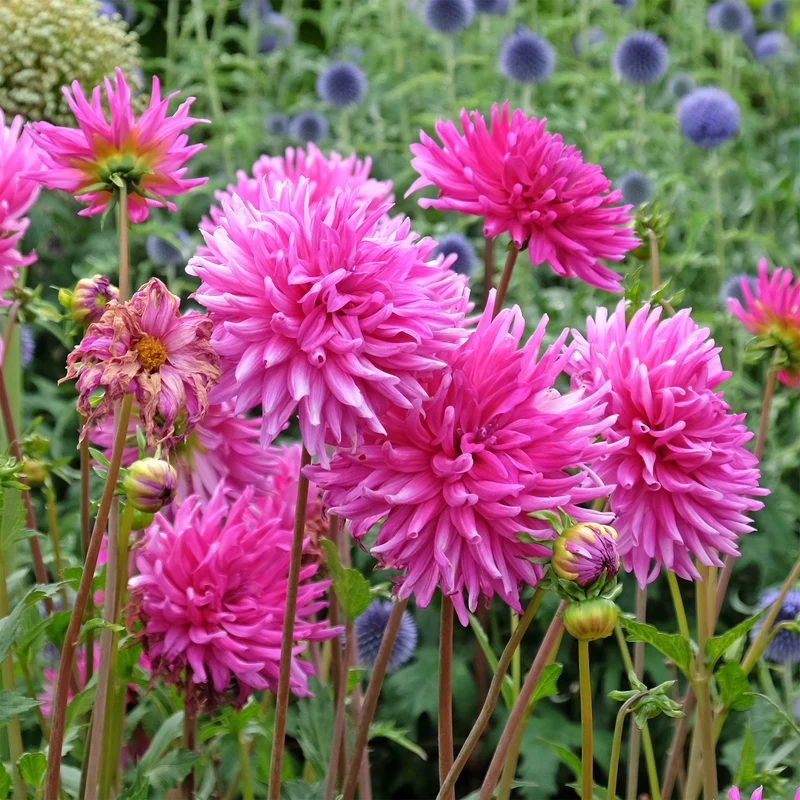 Dahlien Purple Gem (x3)