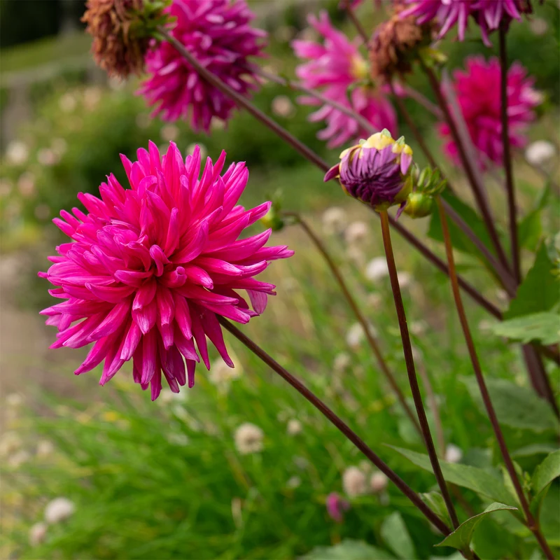 Dahlien Purple Gem (x3)