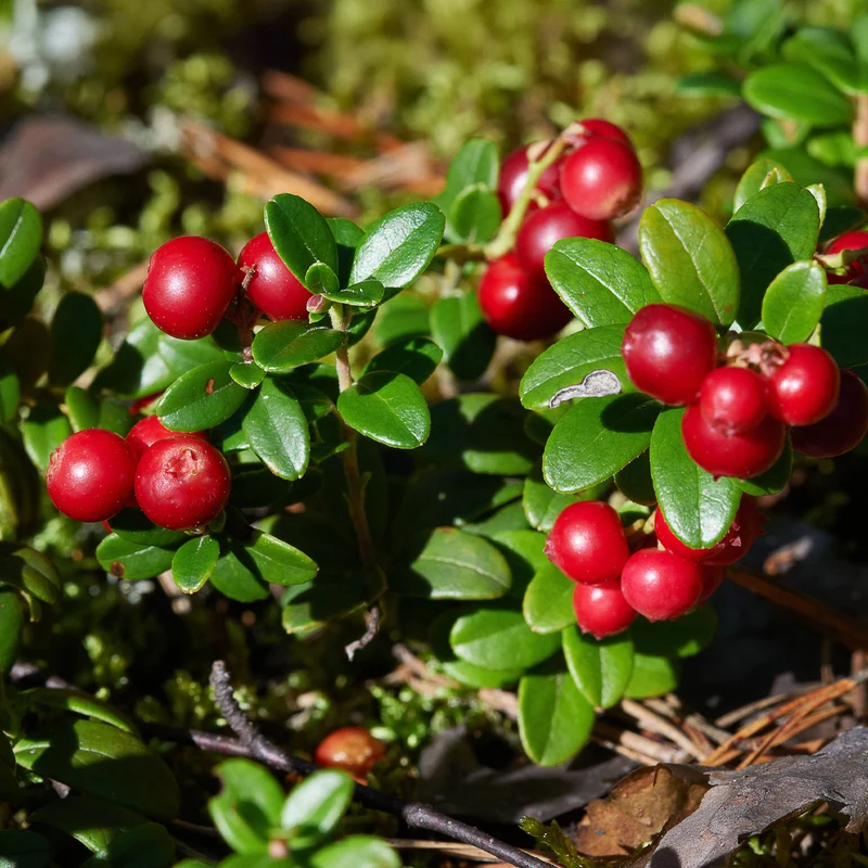 Preiselbeere Miss Cherry ®