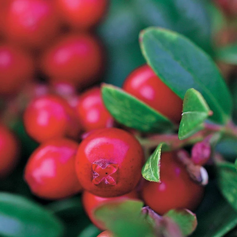 Preiselbeere Miss Cherry ®