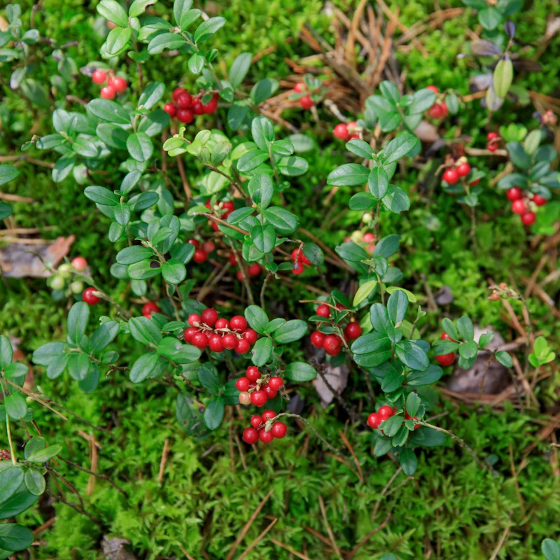 Preiselbeere Miss Cherry ®