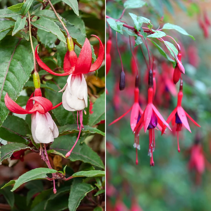 Winterharte Fuchsien Mischung (x6)