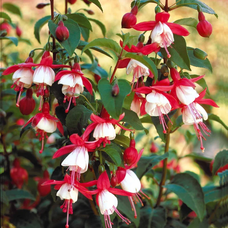 Winterharte Fuchsien Mischung (x6)