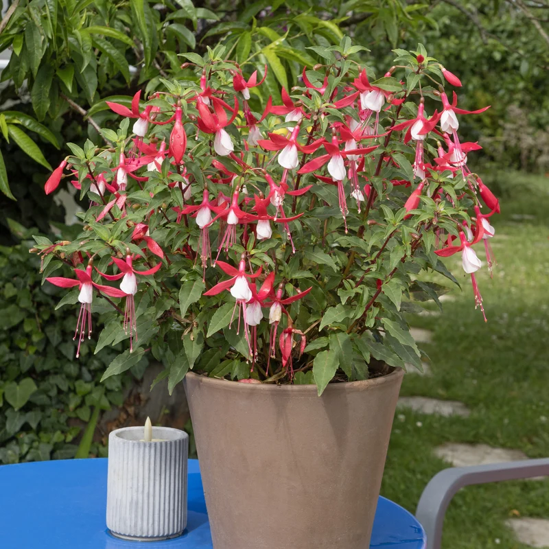 Fuchsia Madame Cornelissen
