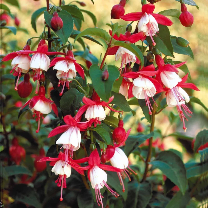 Fuchsia Madame Cornelissen