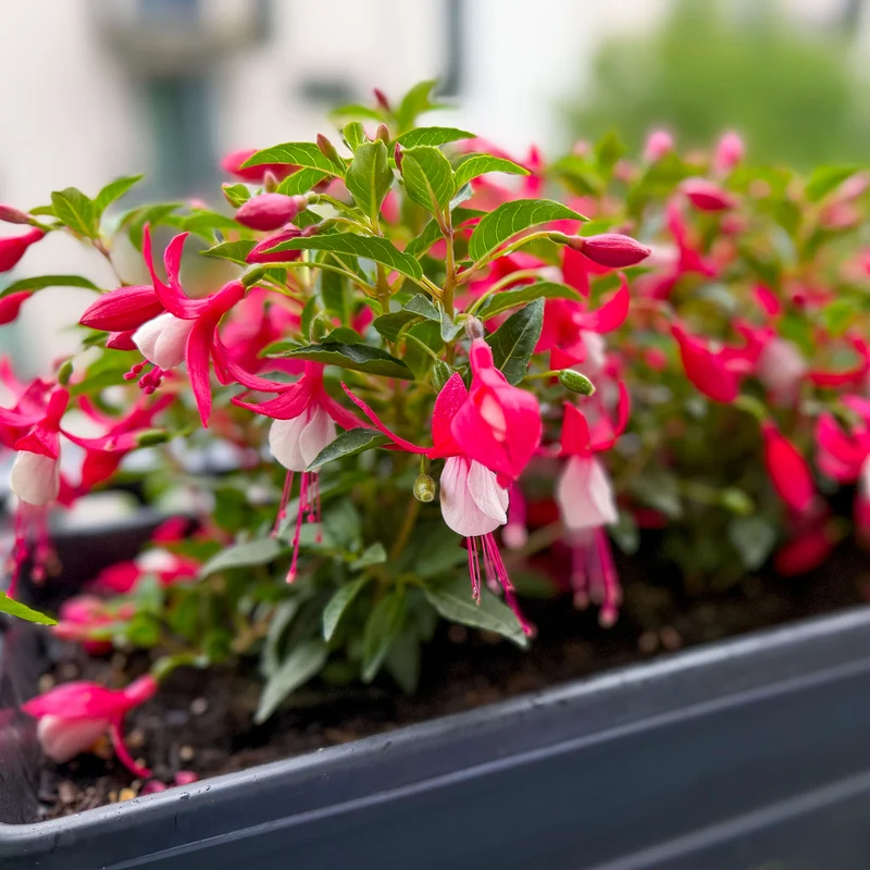 Fuchsia Madame Cornelissen