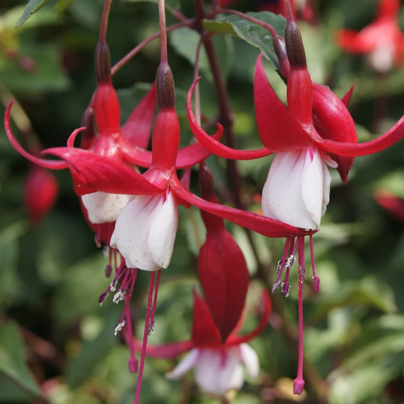 Fuchsia Madame Cornelissen