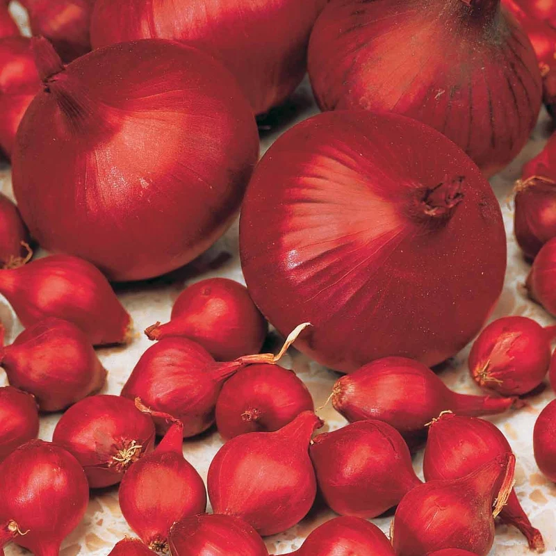 Zwiebel 'Rote Braunschweiger'