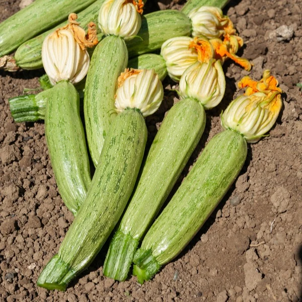 Zucchini ‘Grisette de Provence’