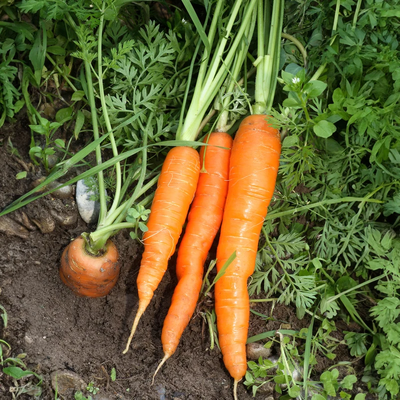 Möhre ‘Nantaise amelioree 4’