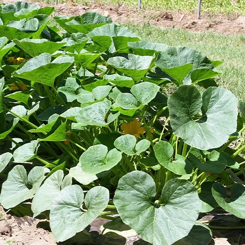 Kürbis ‘Potimarron’