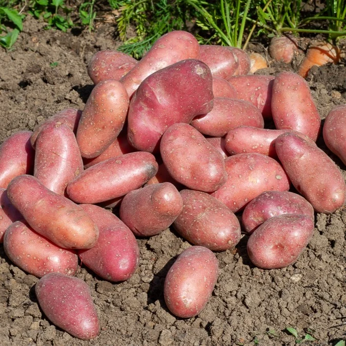 Kartoffel ‘Chérie’ (x25)