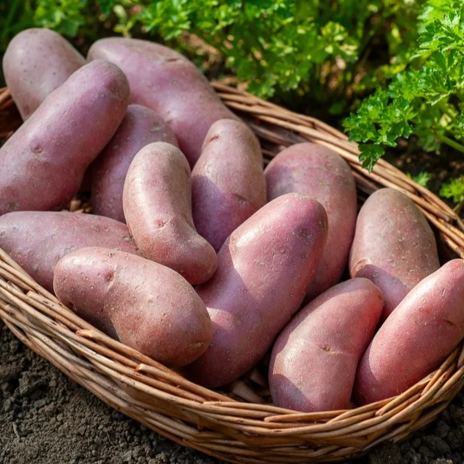 Kartoffel ‘Chérie’ (x25)