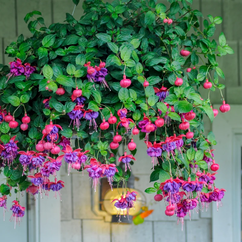 Hängende Fuchsien Dark Eyes (x3)