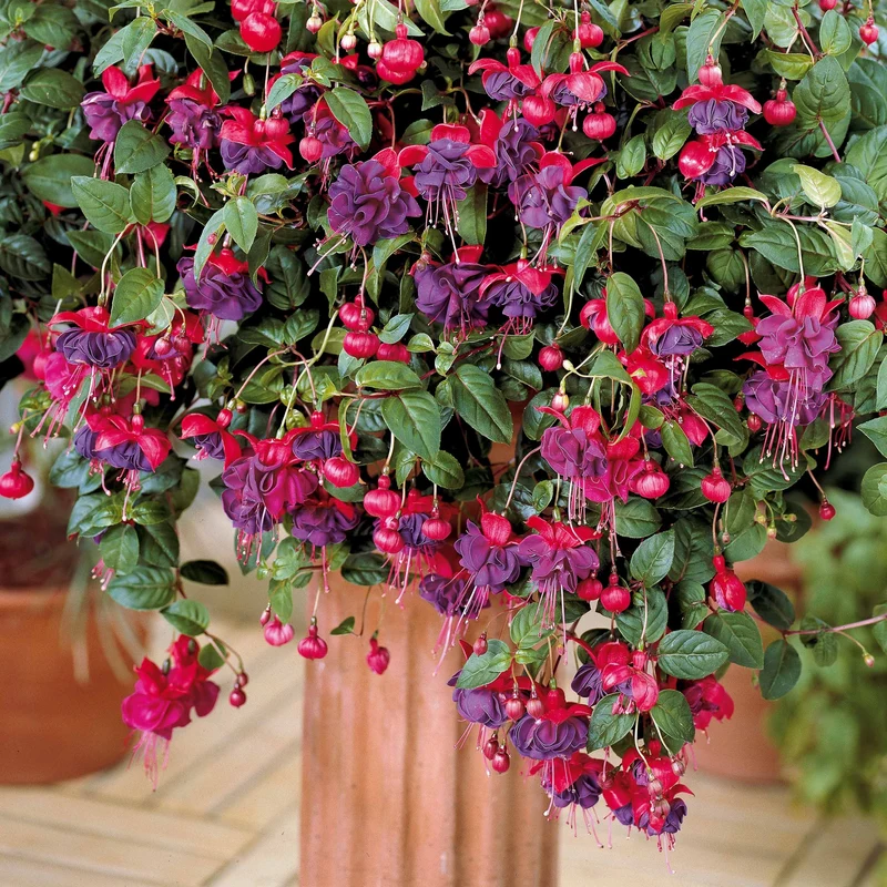 Hängende Fuchsien Dark Eyes (x3)