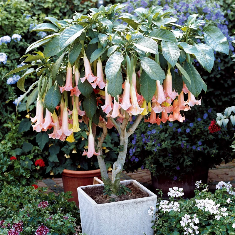 Engelstrompeten Exotic Pink