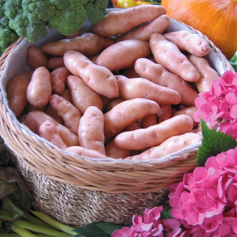 Kartoffel ‘Corne de Gatte’ / ‘Pink Fir Apple’ (x25)