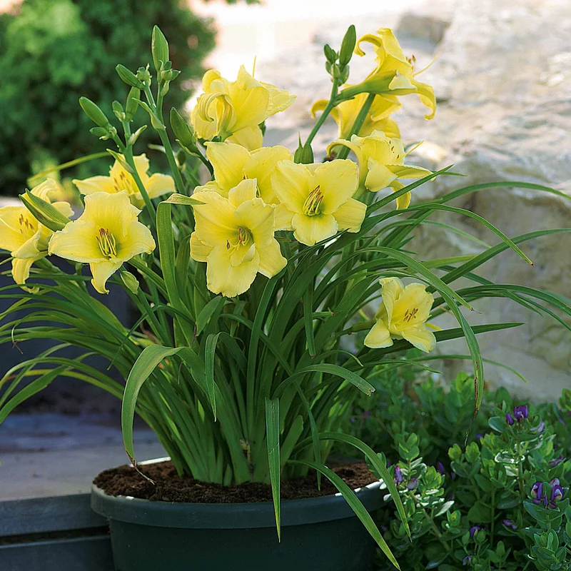 Duft-Taglilien ‘Fragrant Returns’ (x3)