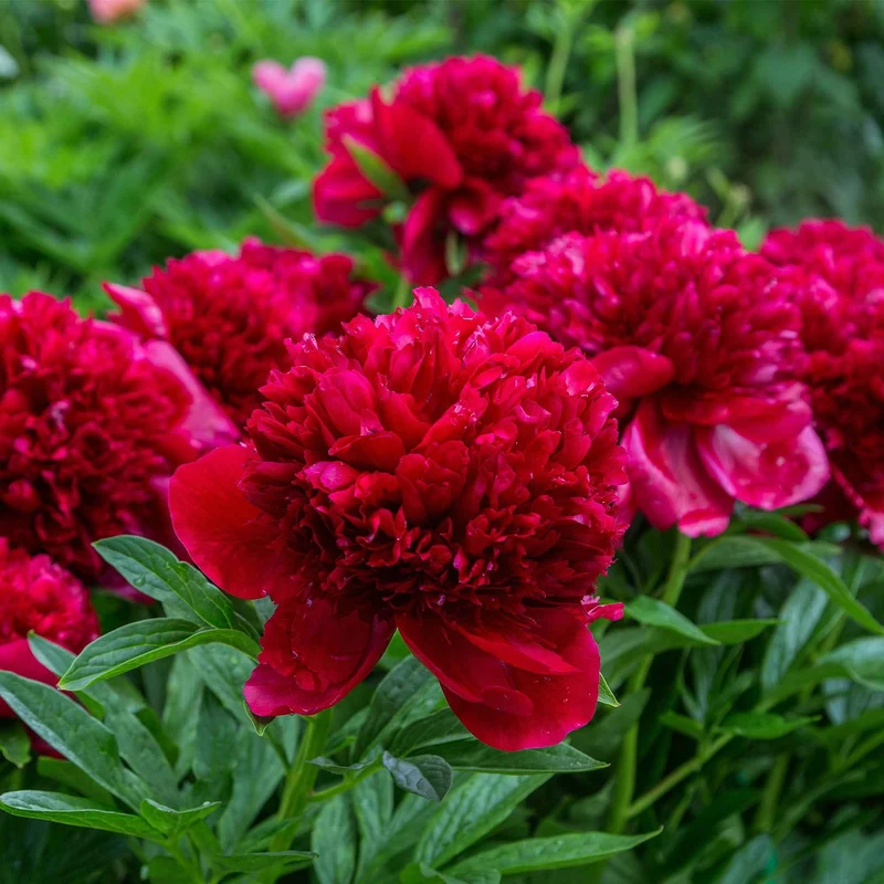 Pfingstrose Red Charm