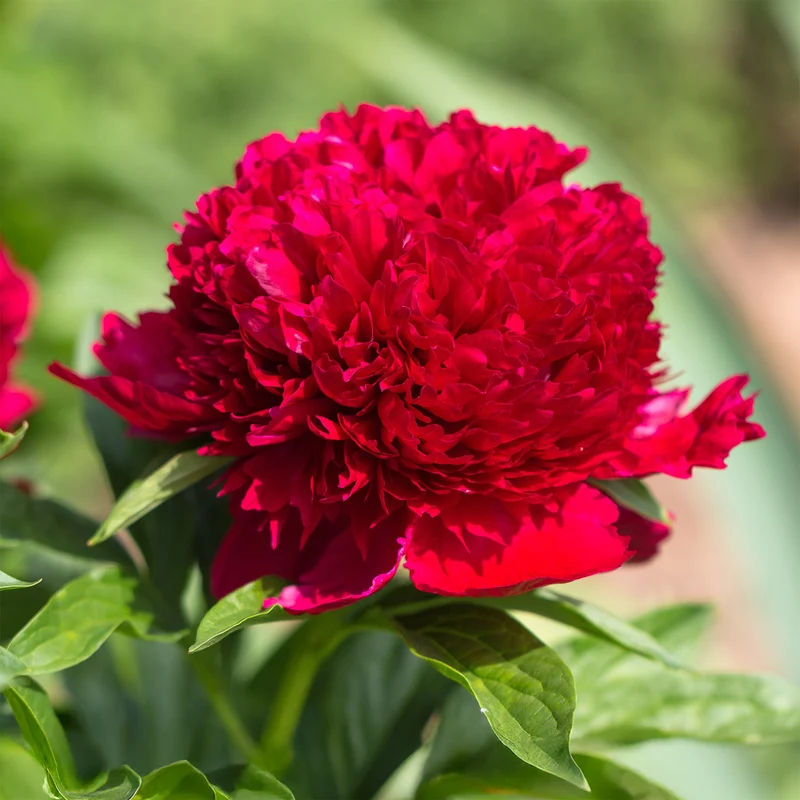 Pfingstrose Red Charm