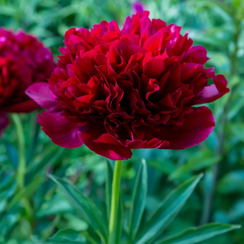 Pfingstrose Red Charm